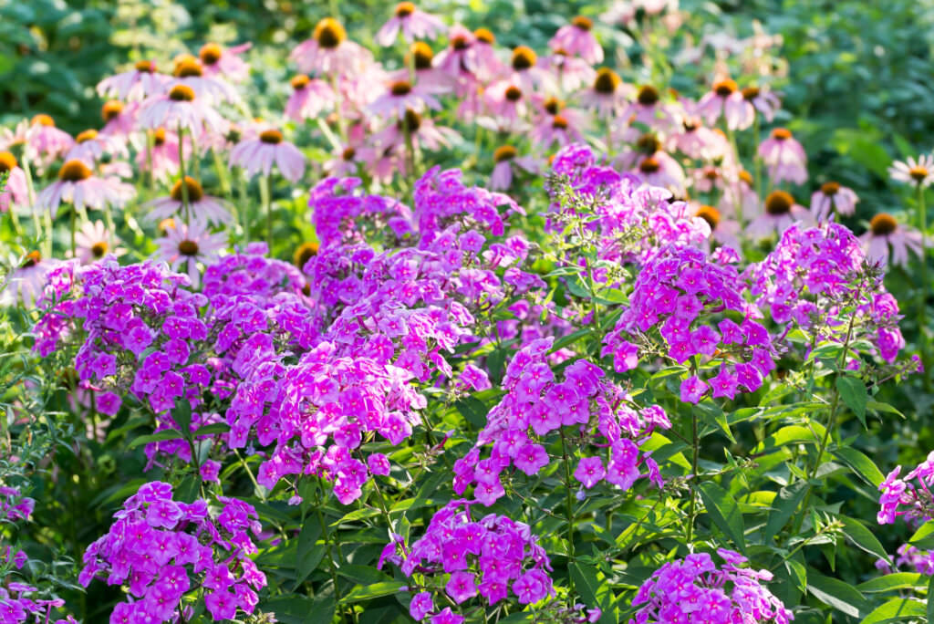 Phlox flammende Schönheiten im Gartenbeet Samenhaus Gartenblog
