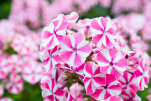 Peppermint Phlox