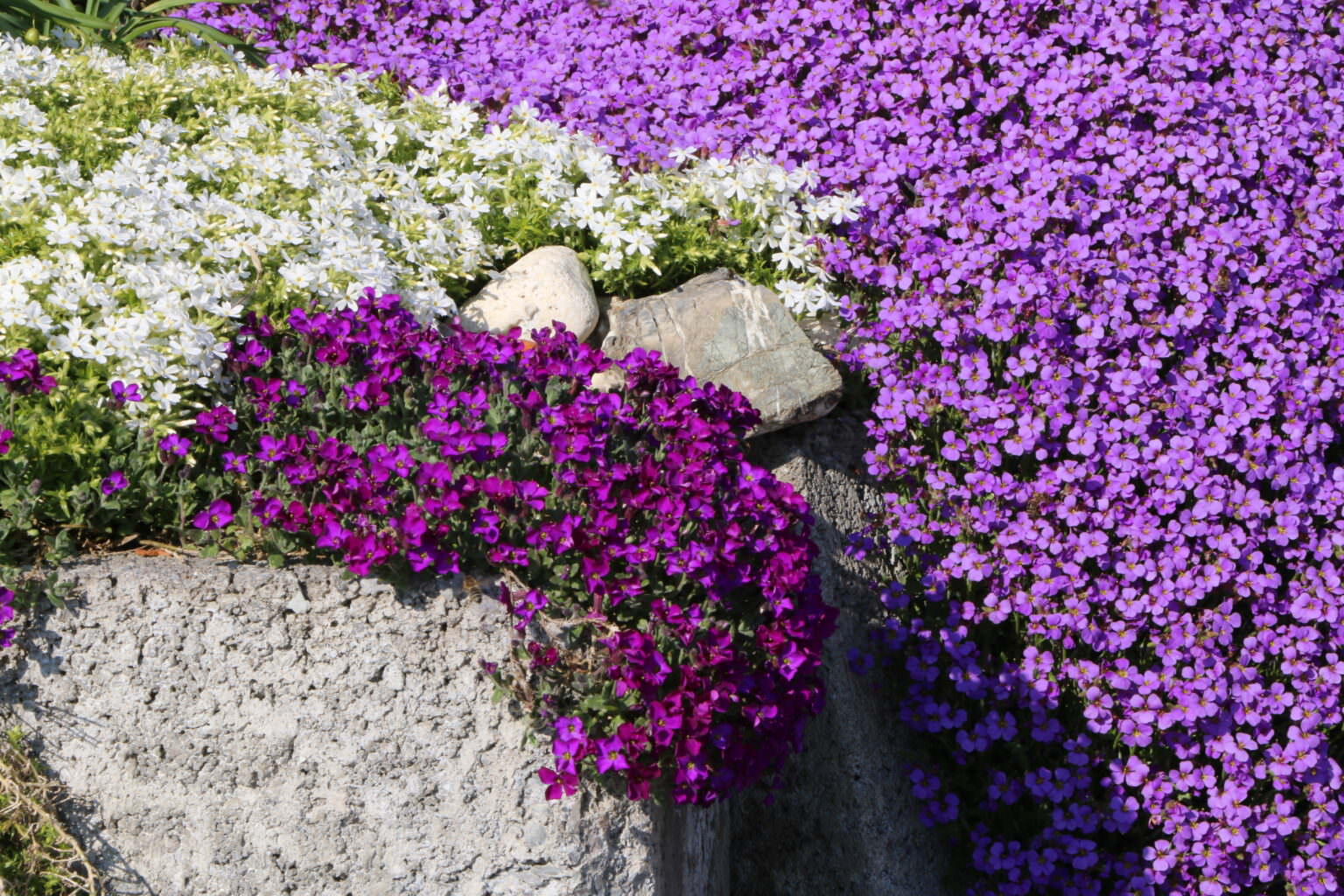 Polsterstauden Blütenmeere in der unteren Etage Samenhaus Gartenblog