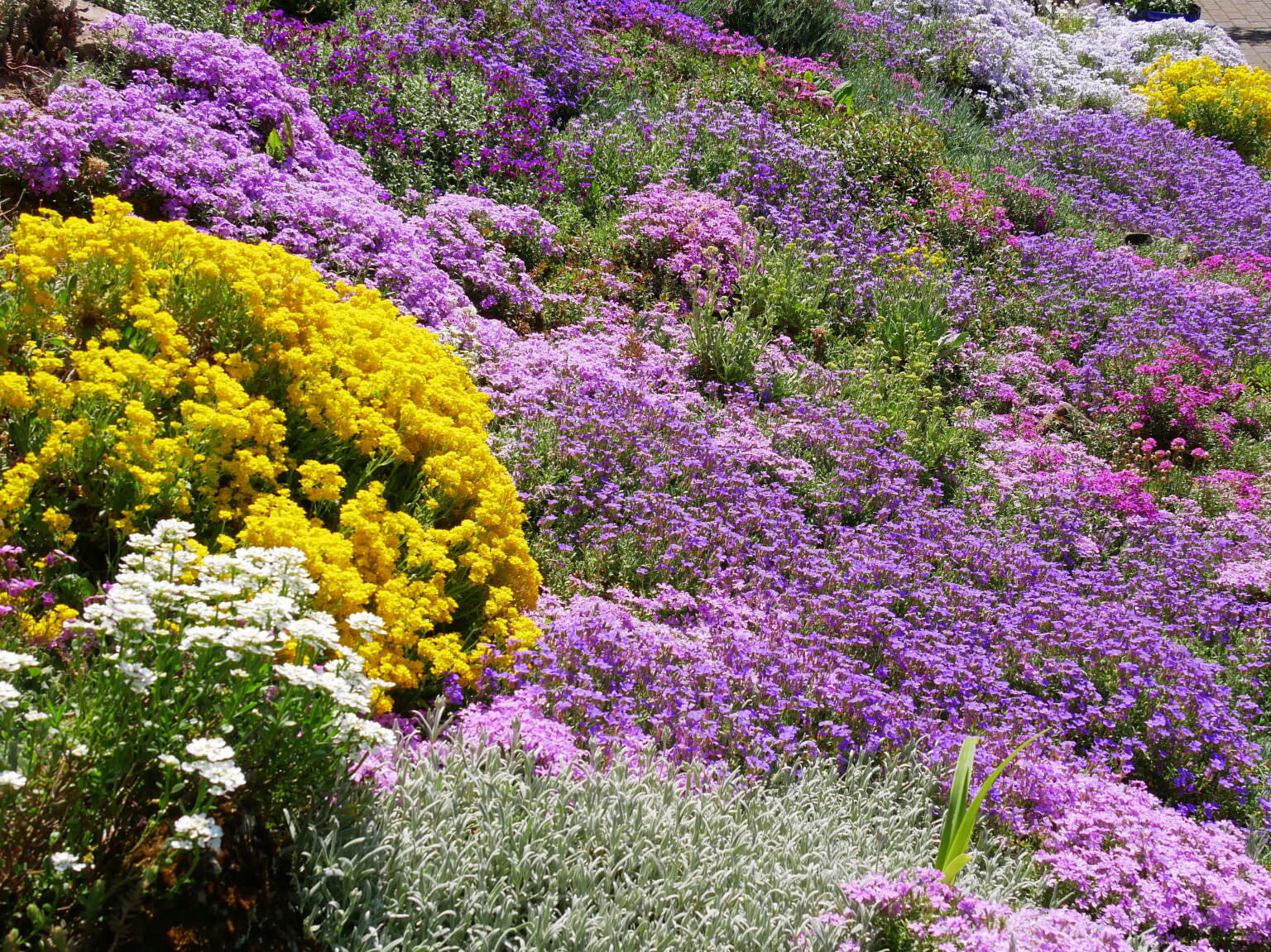 Polsterstauden Blütenmeere in der unteren Etage Samenhaus Gartenblog