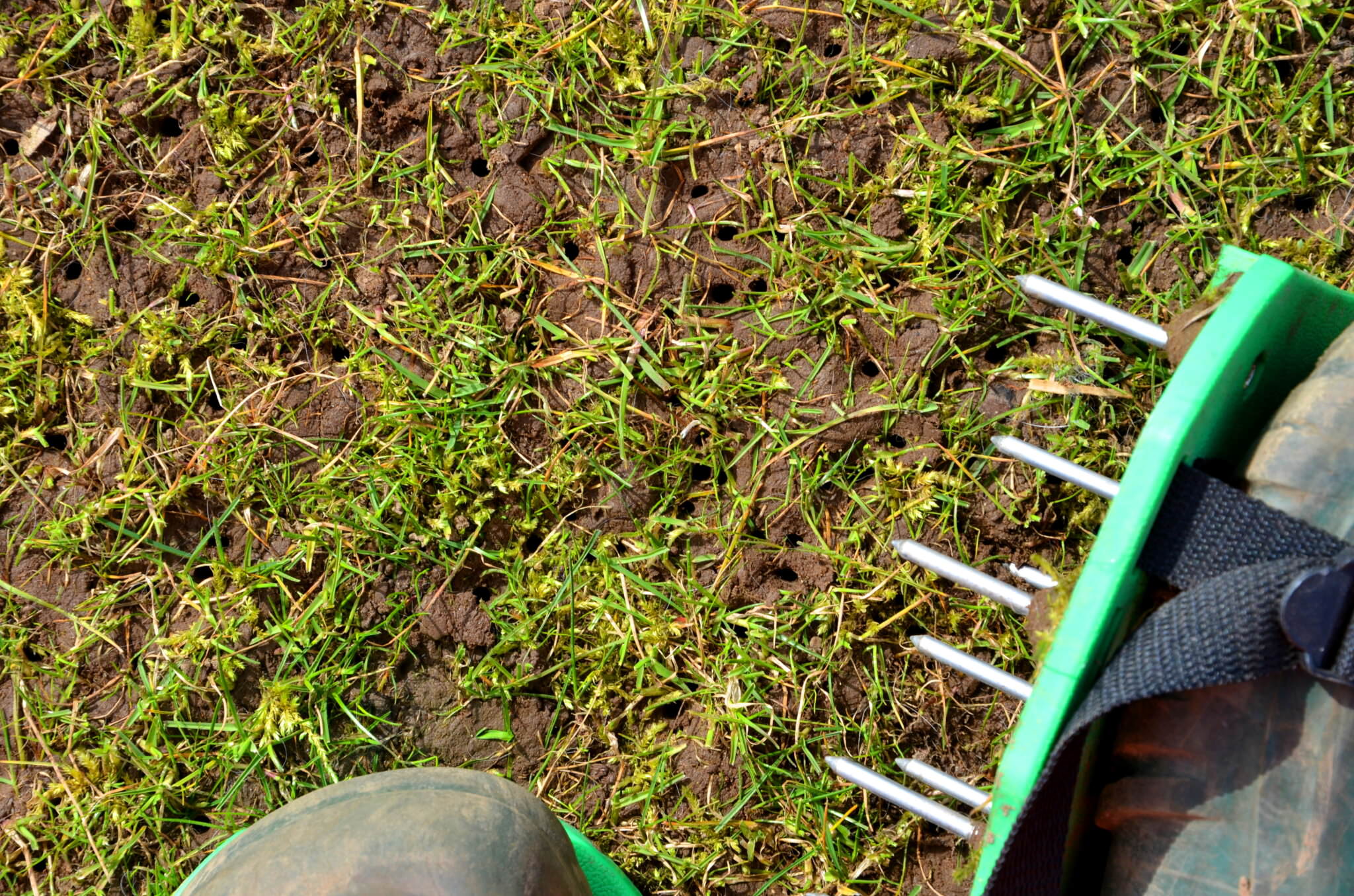 Anleitung und Tipps zum Rasen lüften Samenhaus Gartenblog