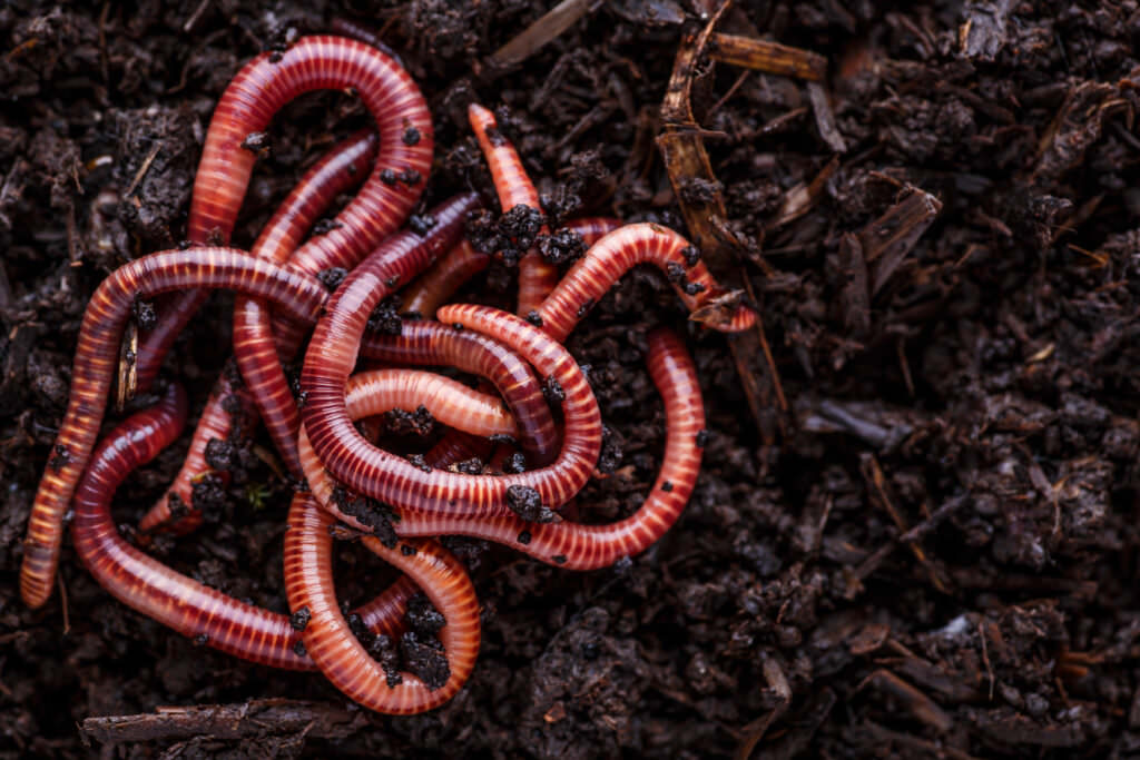 Regenwürmer was die glitschigen Tiere im Garten tun Samenhaus