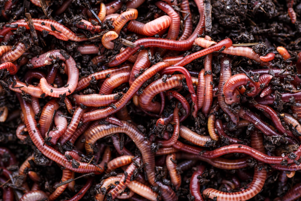 Regenwürmer – was die glitschigen Tiere im Garten tun