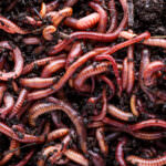 Regenwürmer – was die glitschigen Tiere im Garten tun