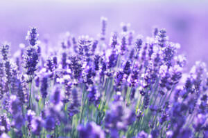 Lavendel