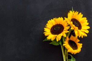 Sonnenblumen