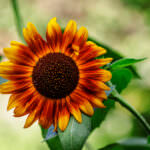 Sonnenblume Florenza
