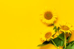 Sonnenblume Helianthus annuus