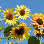 Sonnenblume Hohe Riesen