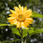 Sonnenblume Sunspot