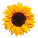 Sonnenblume Henry Wilde