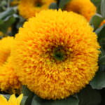 Sonnenblume Hohe Sonnengold