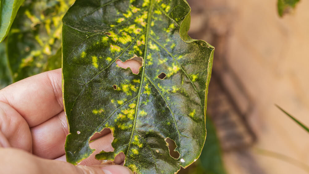 Sonnenbrand Blatt