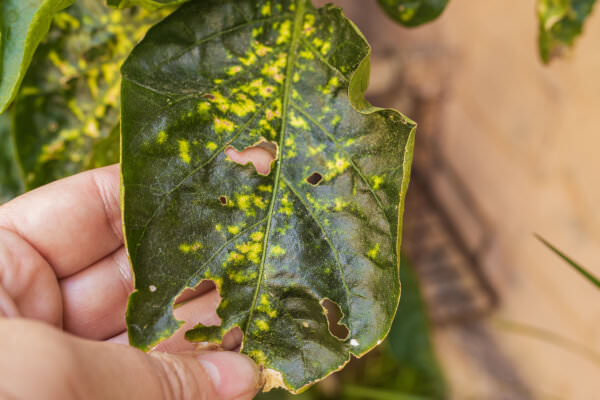 Sonnenbrand Blatt