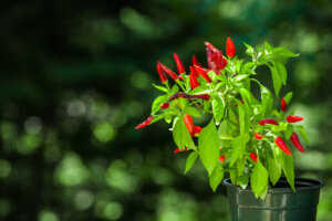 Südbalkon Chili