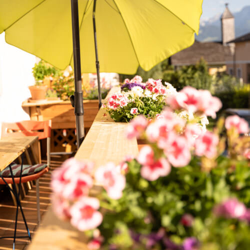 Pflanzen für den Südbalkon Samenhaus Gartenblog