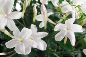 Südbalkon Jasmin