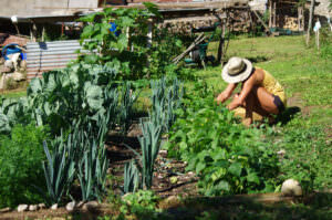 Garten Permakultur