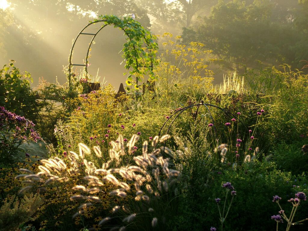 Gräser die pflegeleichten Pflanzen für Garten und Balkon Samenhaus