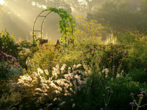 Gräser Ziergarten