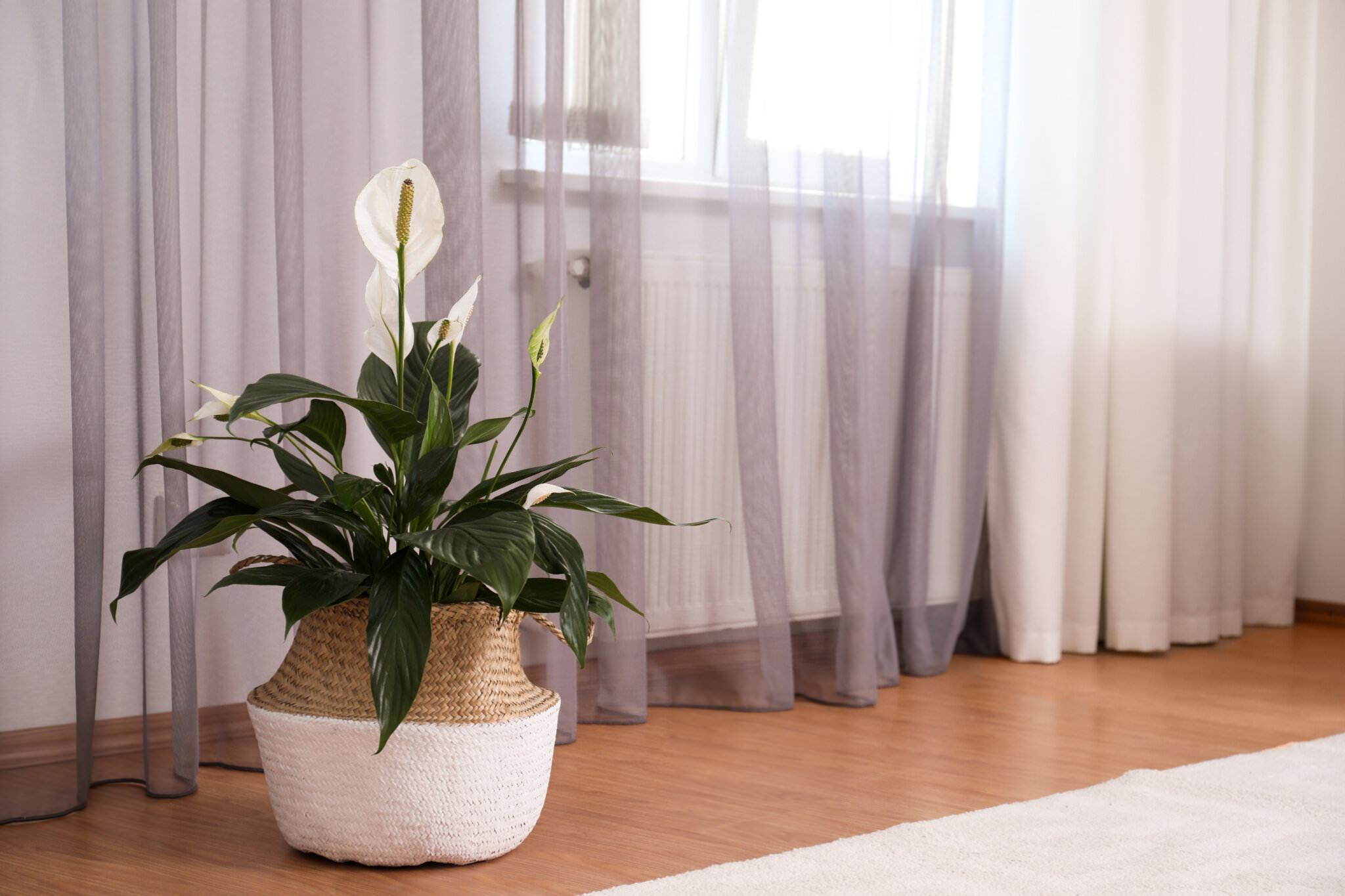 Zimmerpflanzen für den Flur Samenhaus Gartenblog