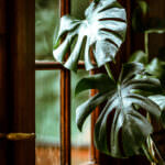 Zimmerpflanze Fensterblatt