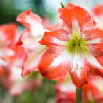 Giftige Pflanzen Amaryllis