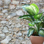 Giftige Pflanzen Dieffenbachia