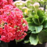 Giftige Pflanzen Kalanchoe