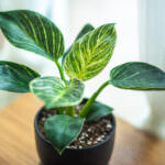 Giftige Pflanzen Philodendron