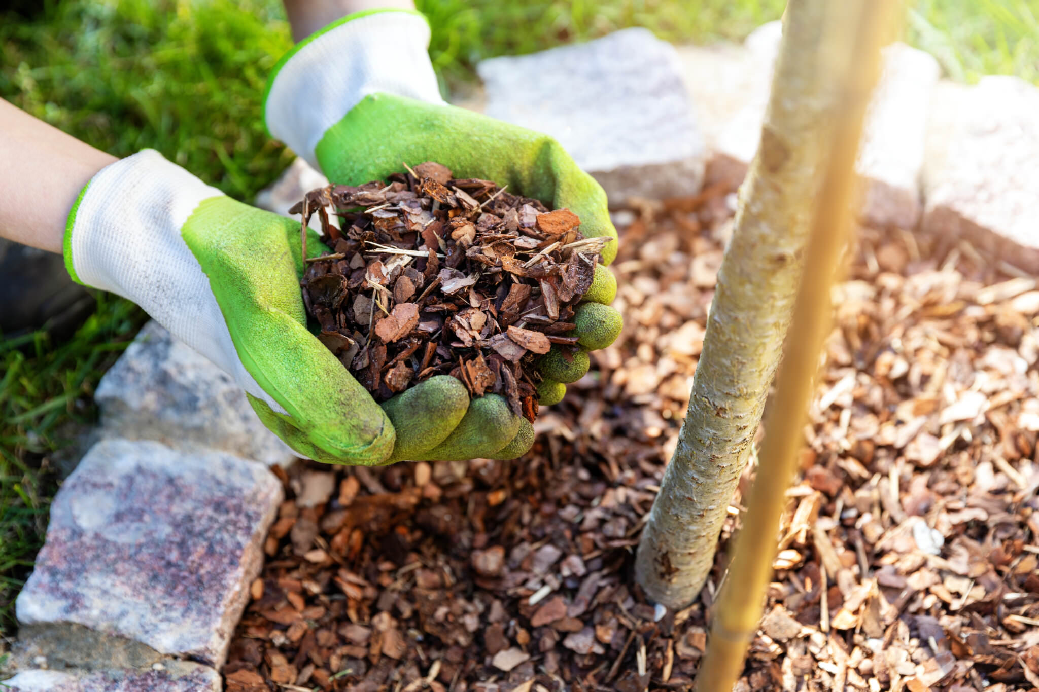 Мульча что это такое и для чего. Мульчирование гортензии. Bark Mulch. Мульчирование комнатных растений. Мульчирование деревьев корой.
