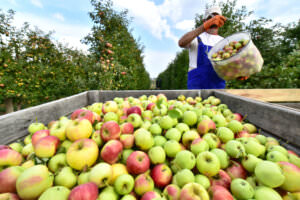 Äpfel ernten