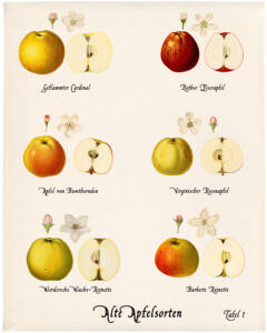 Tafel alte Apfelsorten