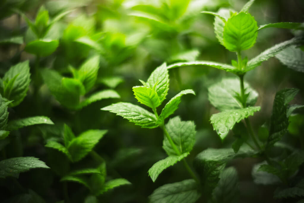 Aussaat im März – mit Volldampf in die Gartensaison - Samenhaus Gartenblog