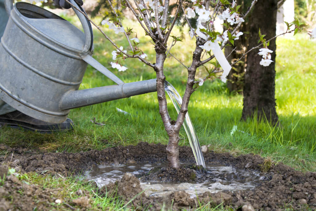 Bäume gießen – wenn Gehölze zusätzliches Wasser brauchen