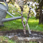 Bäume gießen – wenn Gehölze zusätzliches Wasser brauchen