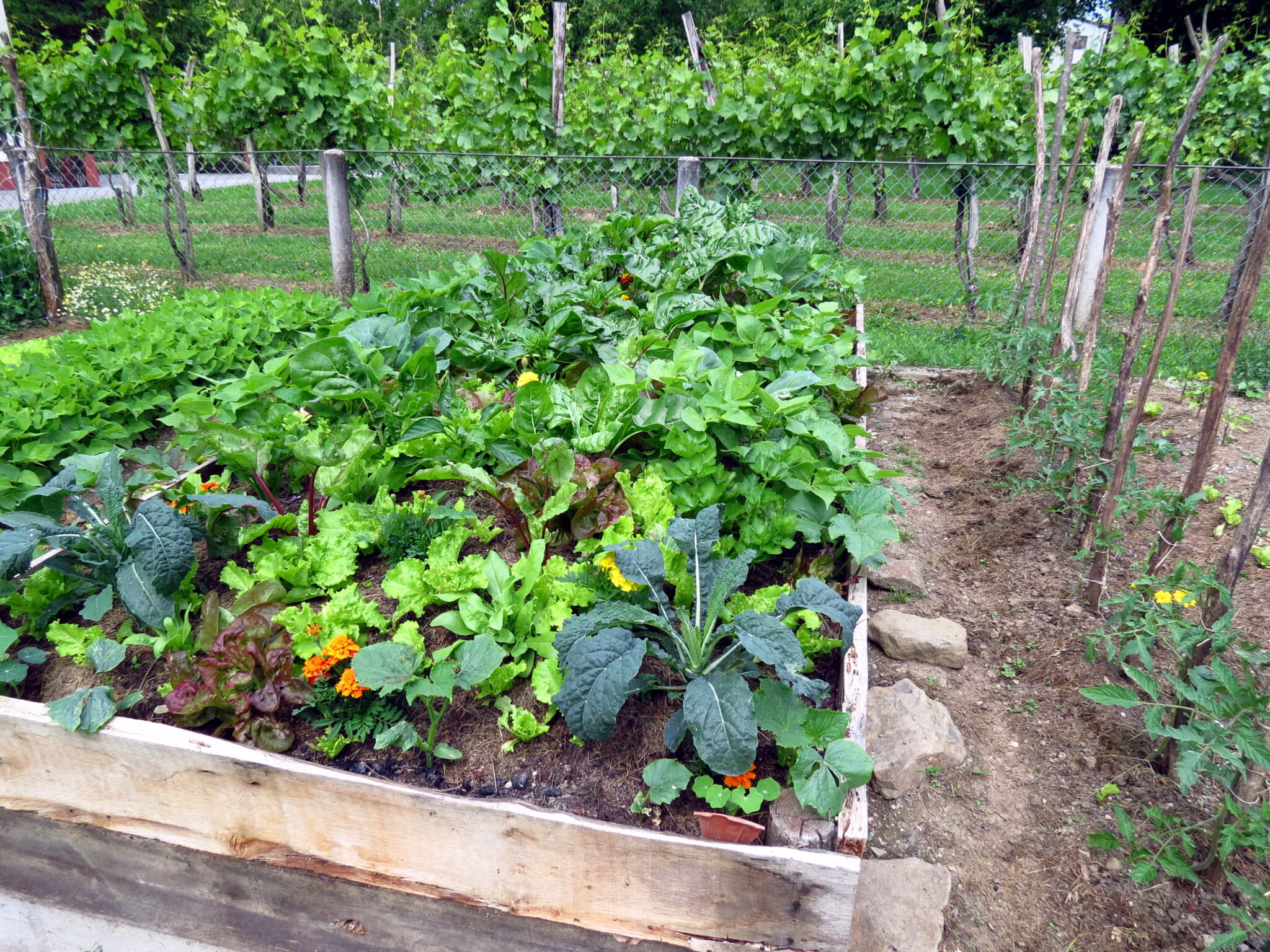 Bauerngarten anlegen bunte Vielfalt mit Mischkultur Samenhaus Gartenblog