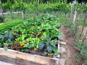 Mischkultur Bauerngarten