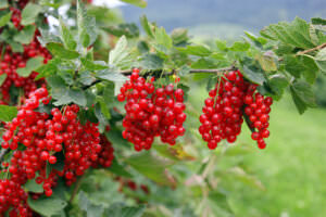 Johannisbeeren