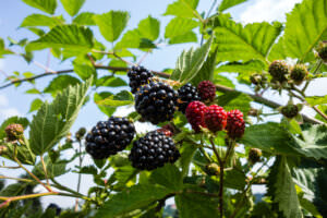 Brombeeren