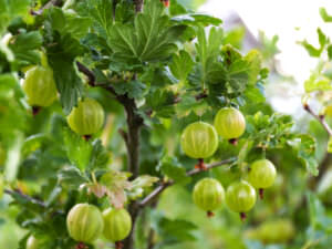 Stachelbeeren