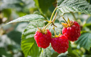 Himbeeren