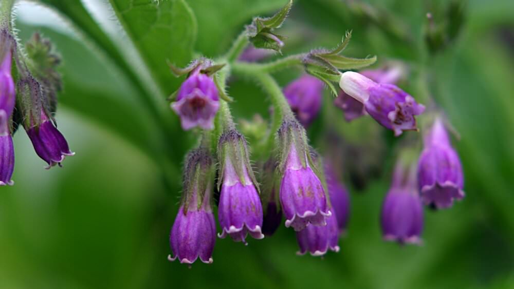 Symphytum officinale