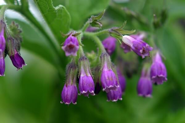 Symphytum officinale