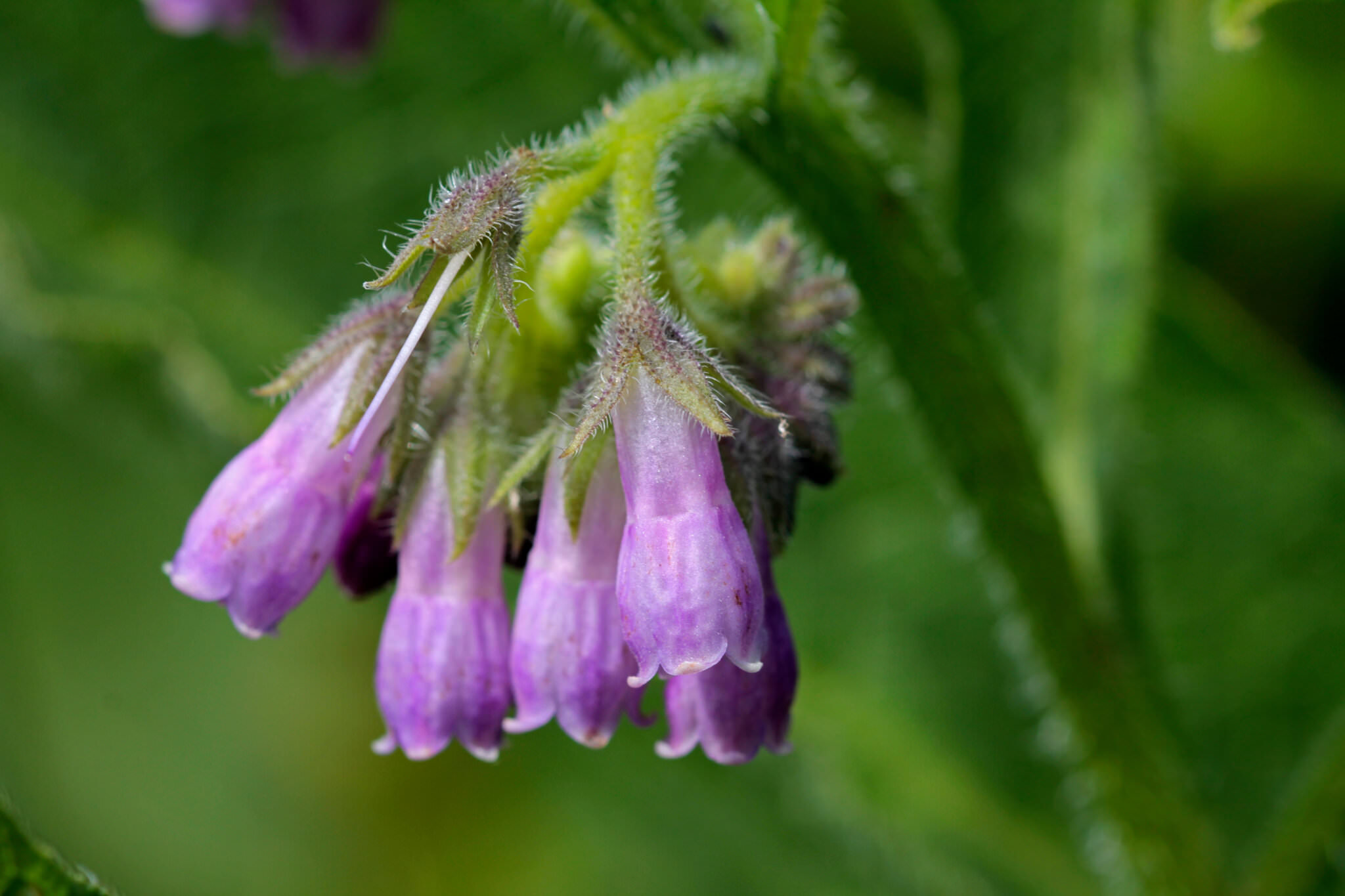 Beinwell – Warum er im Garten gepflanzt werden sollte - Samenhaus ...