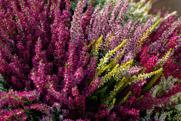 Tipps zur Pflege und Überwinterung der Besenheide Samenhaus Gartenblog