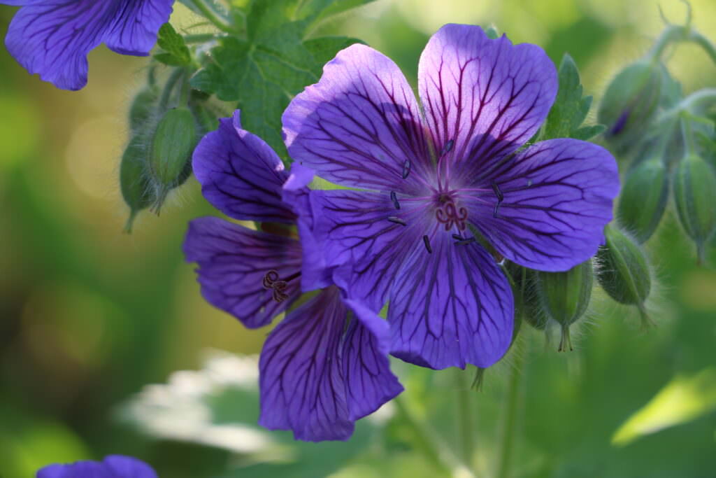 Blumen für den trockenen Schatten Was unter sommergrünen Bäumen wächst