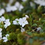 Bodendecker Immergrüne Alba