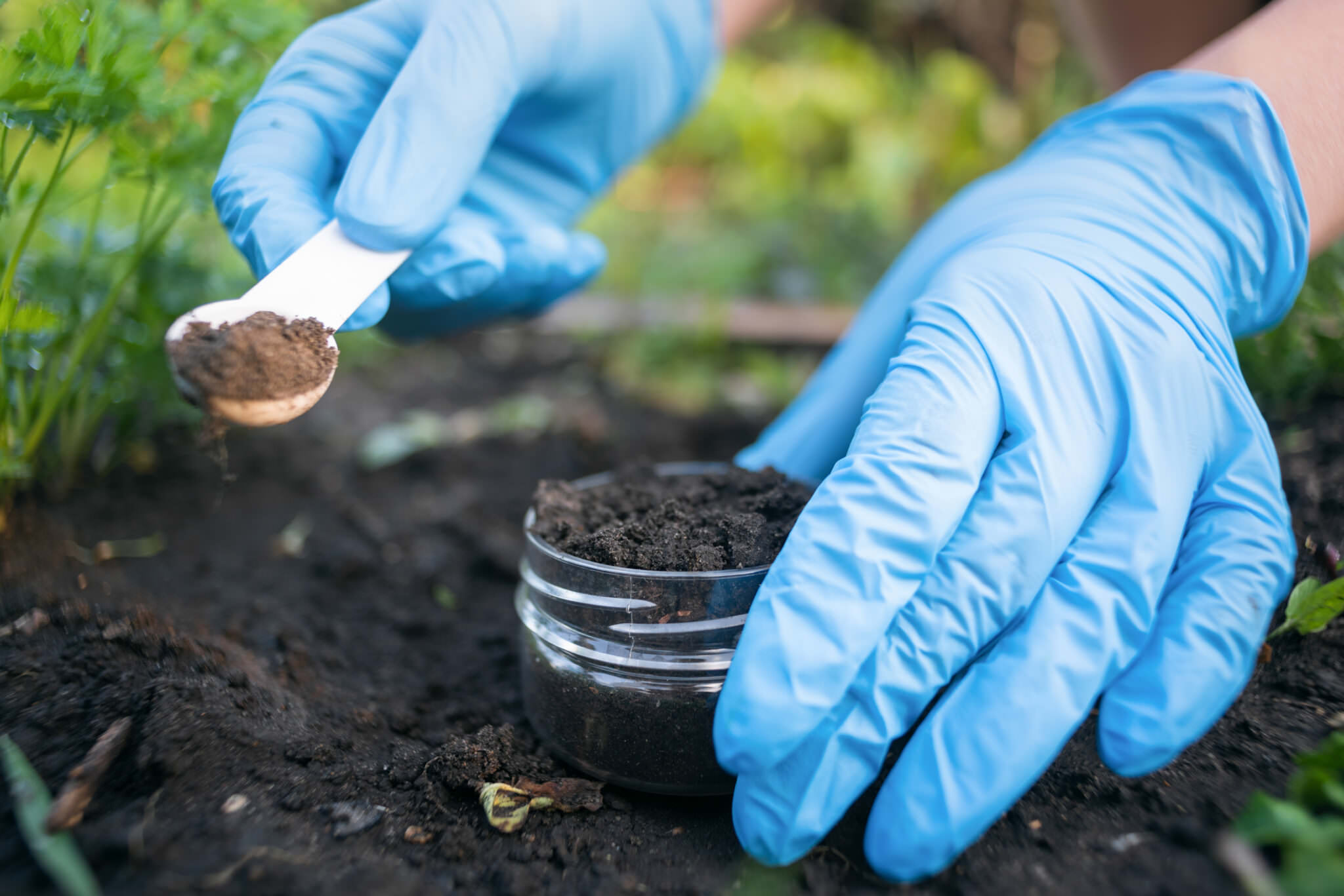 Bodenprobe richtig nehmen Ermittlung der Bodenqualität Samenhaus
