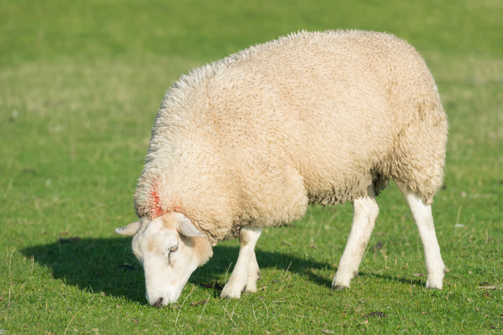 Düngen mit Schafwolle – ökologisch und nachhaltig